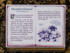 Cerastium nigrescens