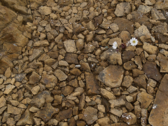 Cerastium nigrescens
