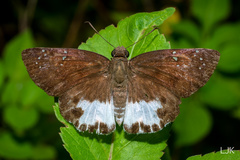 Tagiades ultra