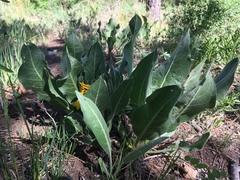 Wyethia arizonica