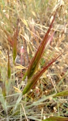 Elymus multisetus