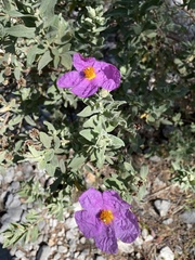 Cistus albidus