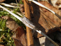 Semioscopis oculella
