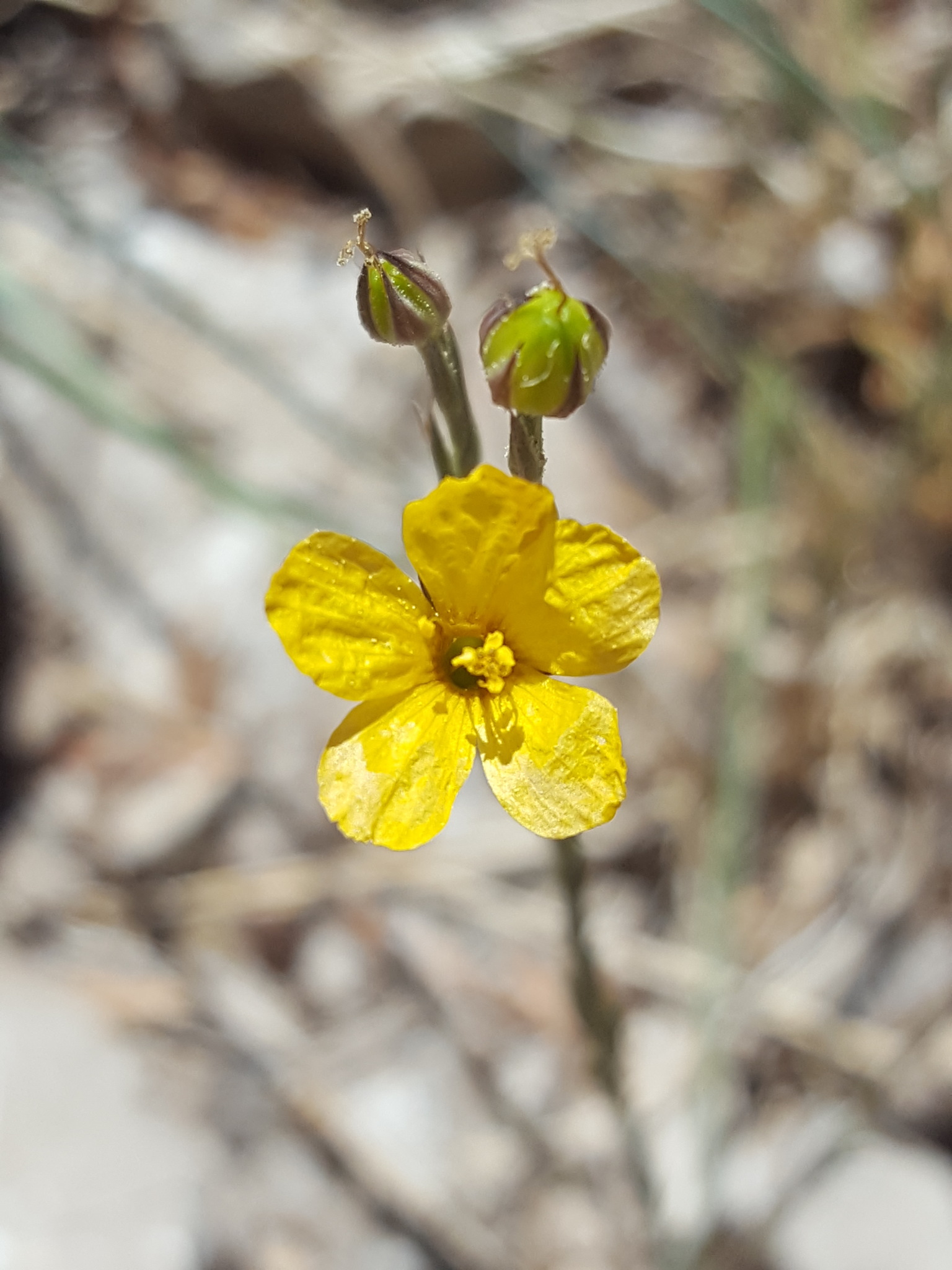 Linum australe
