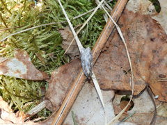 Semioscopis oculella