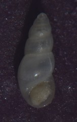 Onoba aculeus