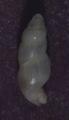 Onoba aculeus
