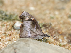 Libythea myrrha