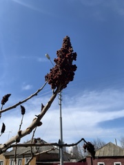 Rhus typhina