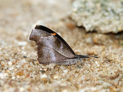 Libythea myrrha