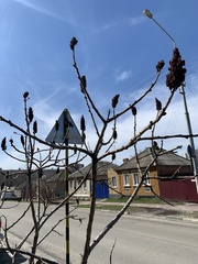 Rhus typhina