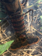 Procambarus spiculifer