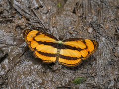 Pantoporia paraka