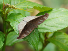 Tanaecia cocytus