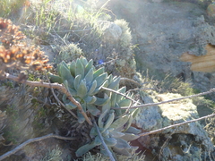 Dudleya greenei