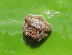 Arkys speechleyi
