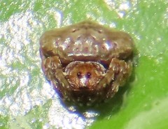 Arkys speechleyi