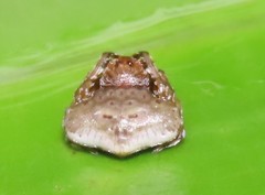 Arkys speechleyi