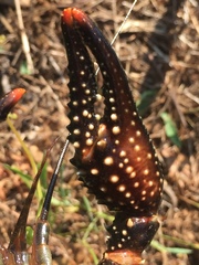 Procambarus spiculifer