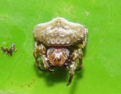 Arkys speechleyi