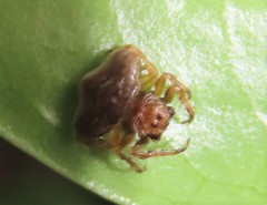 Arkys speechleyi