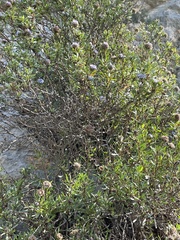 Globularia alypum
