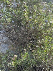 Globularia alypum