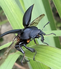 Neolucanus sinicus