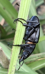 Neolucanus sinicus