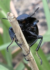 Neolucanus sinicus