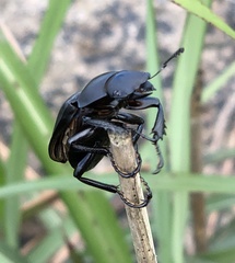 Neolucanus sinicus