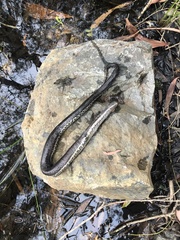 Pseudoferania polylepis