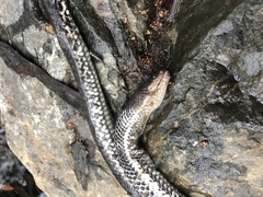 Pseudoferania polylepis