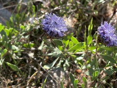 Globularia alypum