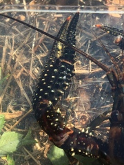 Procambarus spiculifer