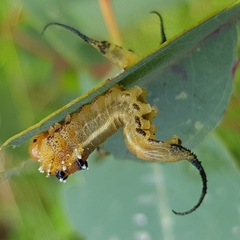 Lophyrotoma interrupta
