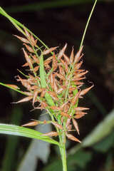 Rhynchospora holoschoenoides