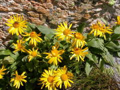 Doronicum clusii