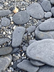 Taiwanemobius formosanus