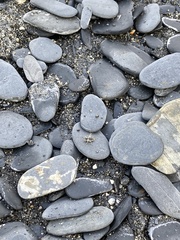 Taiwanemobius formosanus