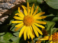 Doronicum clusii
