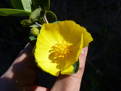 Dendromecon harfordii