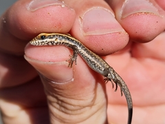Trachylepis spilogaster