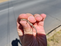 Trachylepis spilogaster