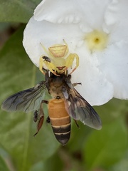 Thomisus okinawensis