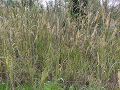Arundo plinii