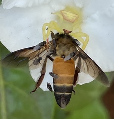 Thomisus okinawensis