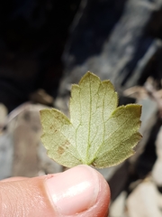 Ranunculus multiscapus