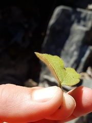 Ranunculus multiscapus