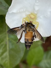 Thomisus okinawensis